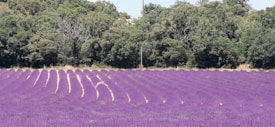 A vast field of vibrant lavender plants stretches across the foreground, with neatly aligned rows creating a sense of depth and order. In the background, a dense line of lush green trees provides a natural border, contrasting with the purple hues of the lavender.