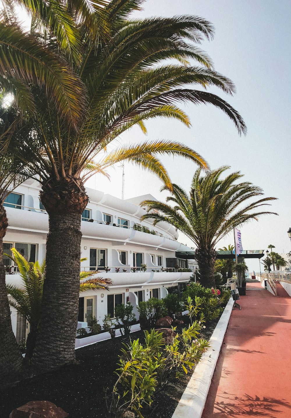 Palmera verde cerca de un edificio de hormigón blanco durante el día