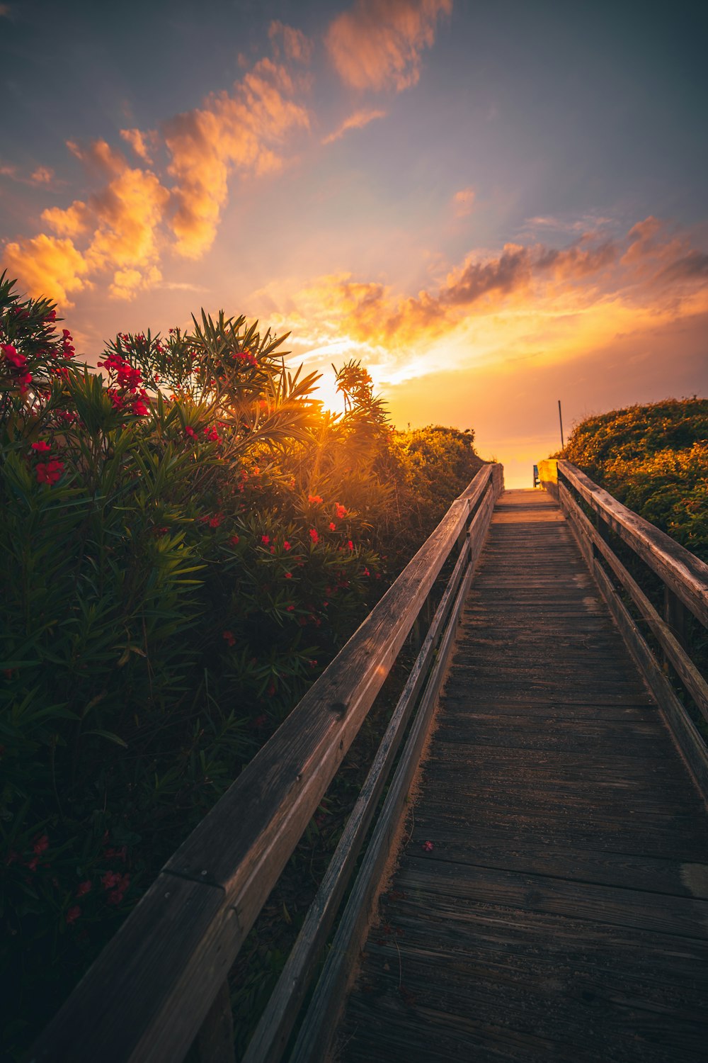 brown wooden bridge near green plants during sunset