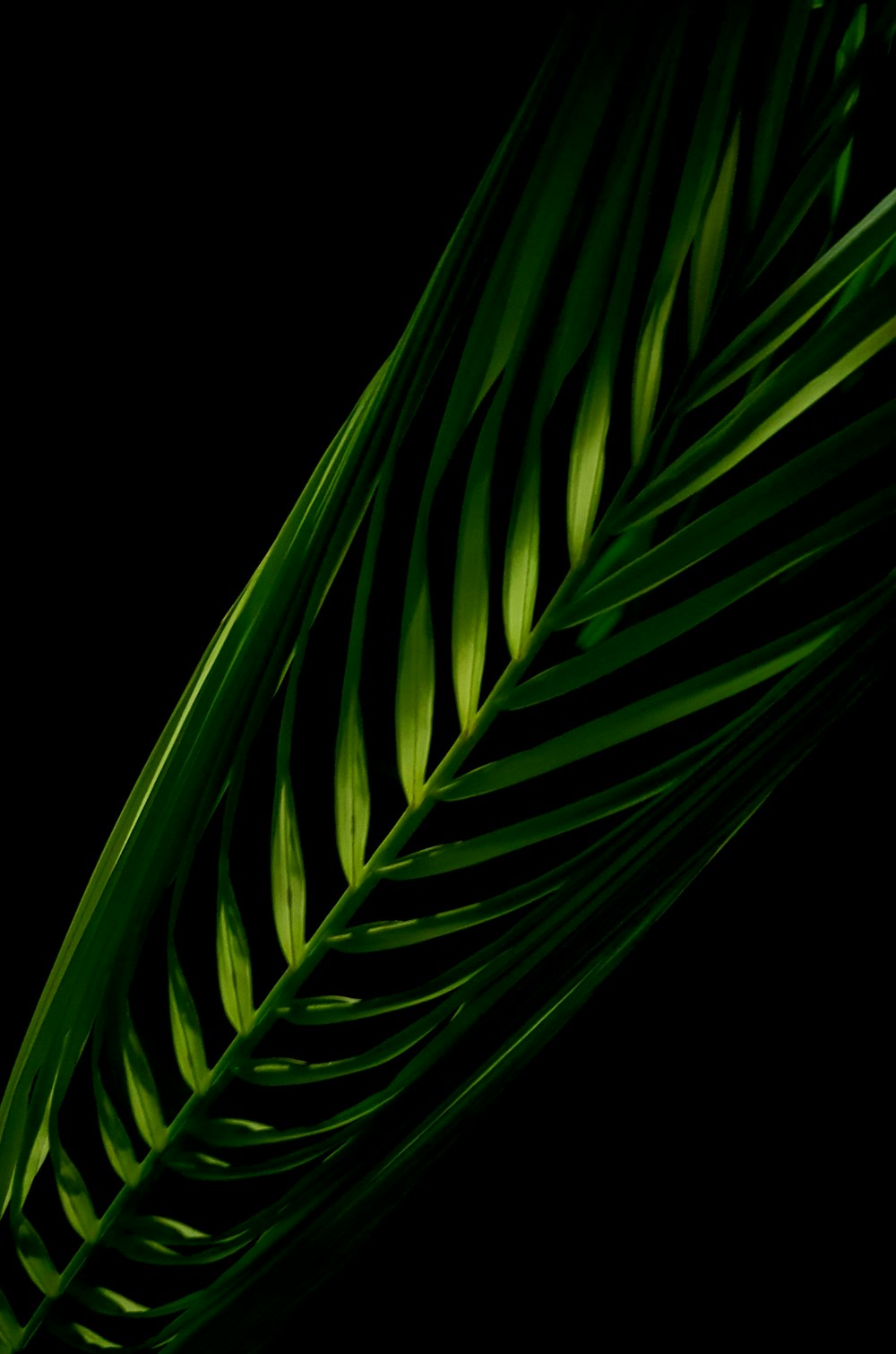 green leaf plant in black background