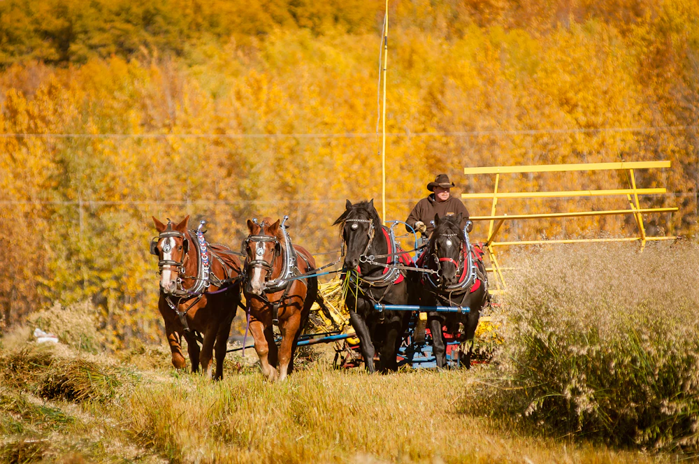 Riders on horseback in a farm field in BC