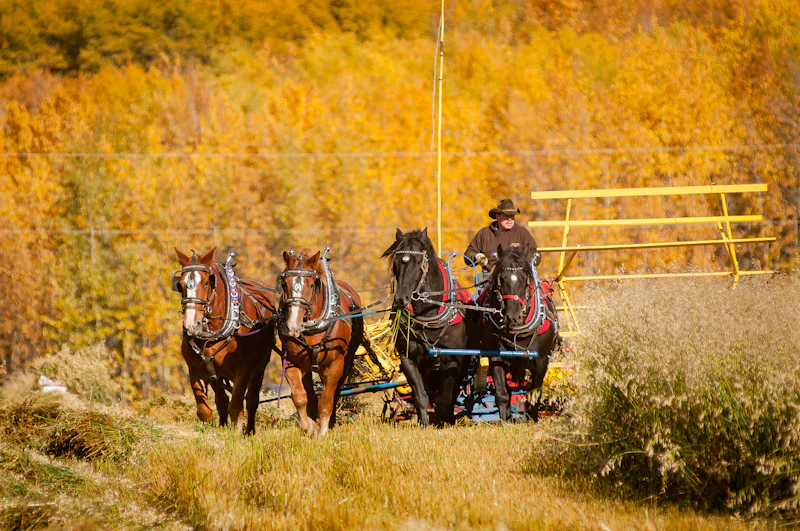 Riders on open rangeland, representing Knutsford and Lac Le Jeune, south of Kamloops BC