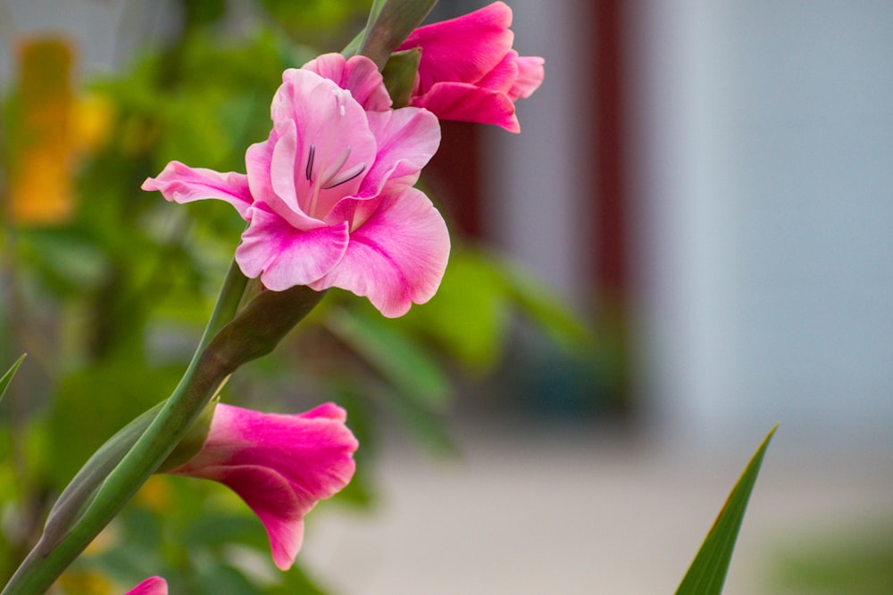 pink flower in tilt shift lens