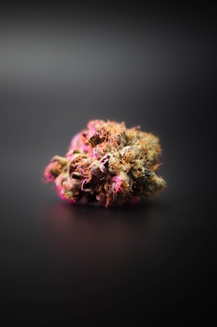pink and yellow flower in tilt shift lens