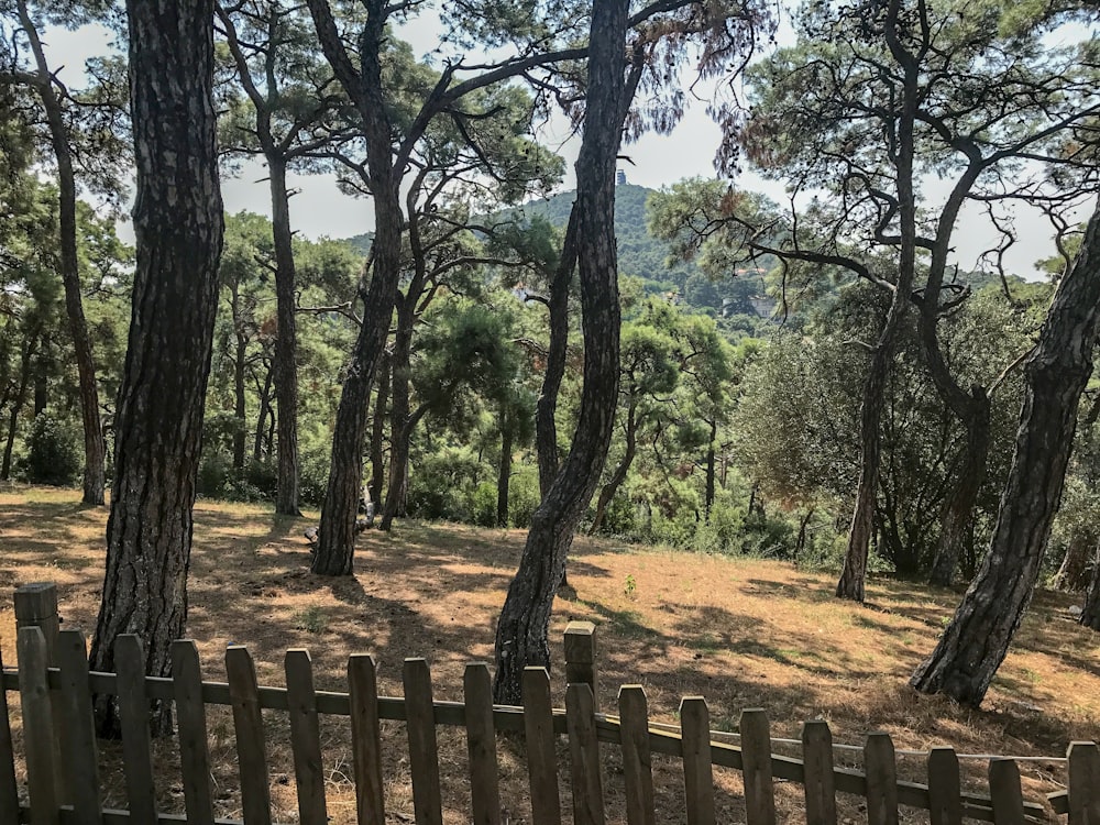 brown wooden fence near green trees during daytime