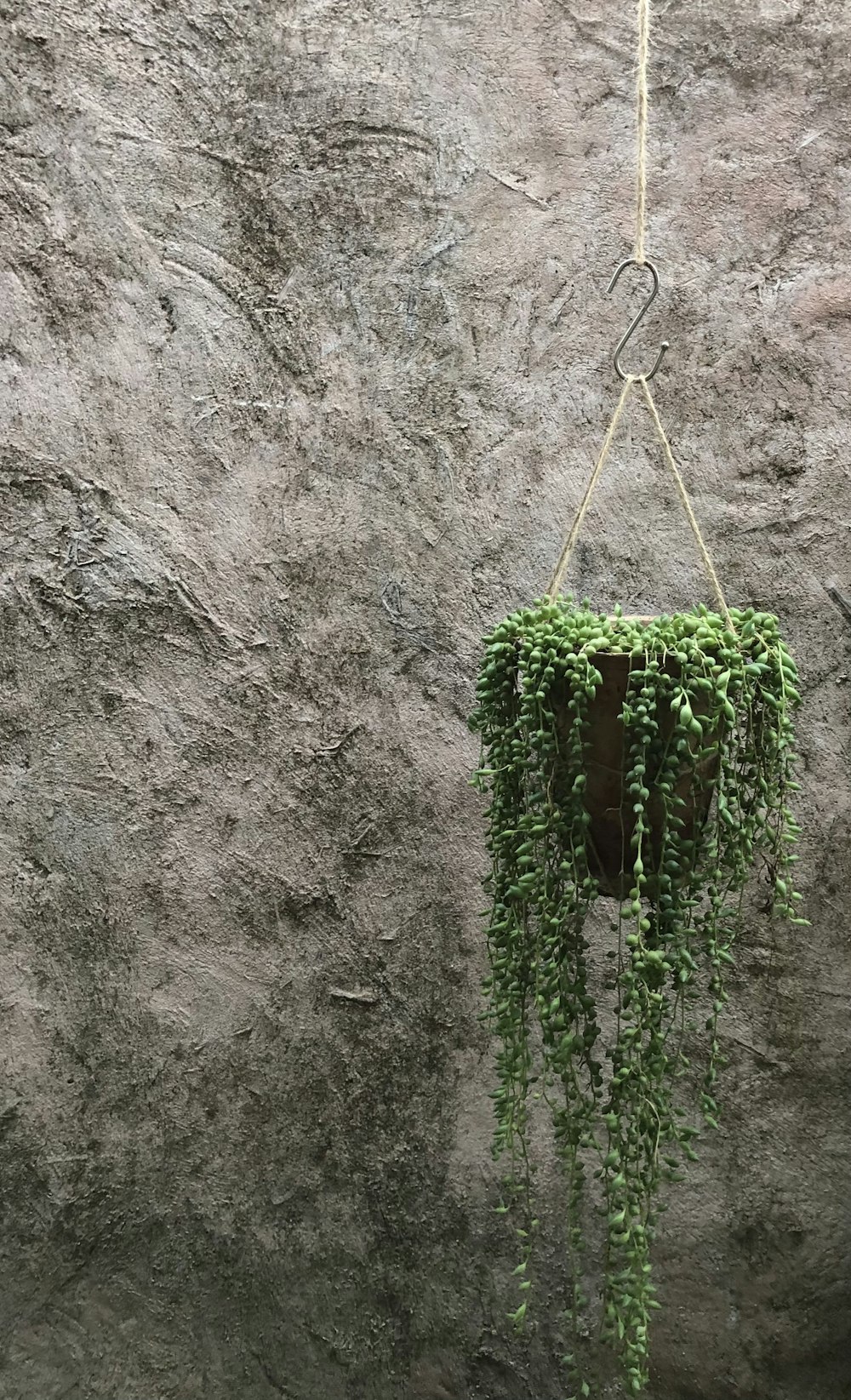 green plant on gray concrete wall