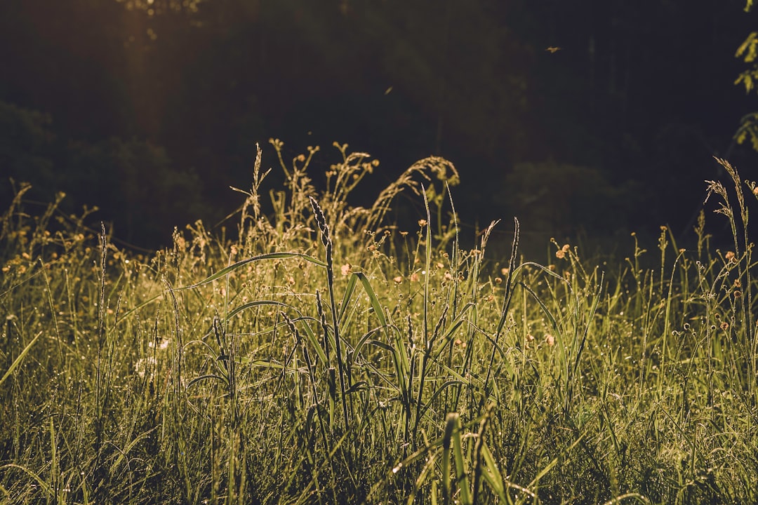 green grass field during night time