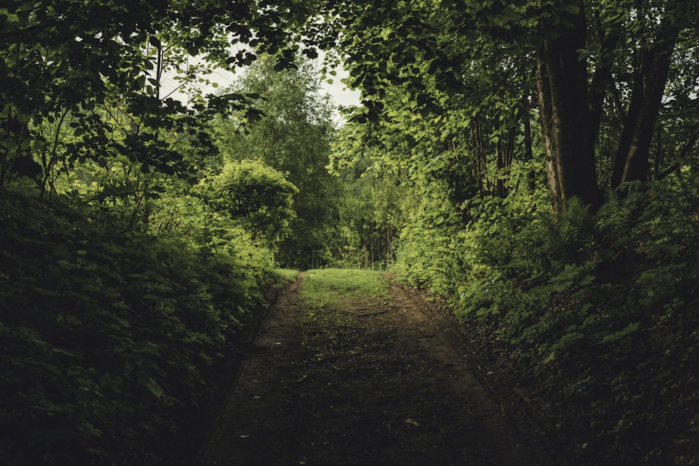 brown dirt road between green trees during daytime