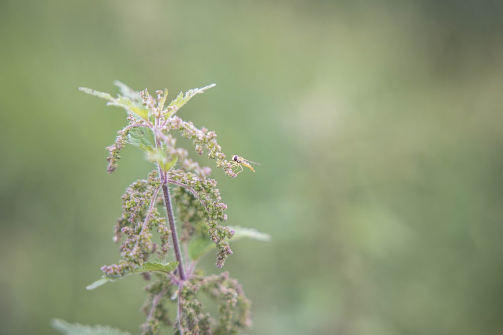 green plant in tilt shift lens