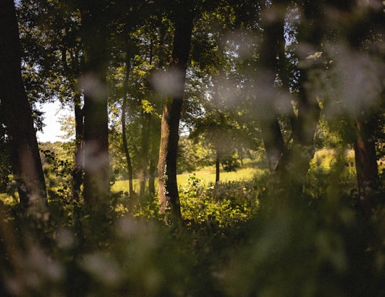 green trees in forest during daytime in Csöde Hungary