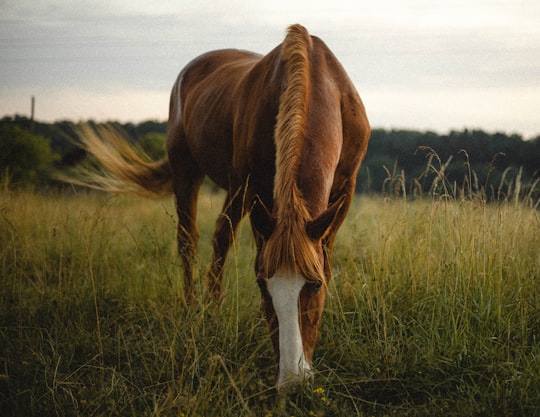 brown horse on green grass field during daytime in Csöde Hungary