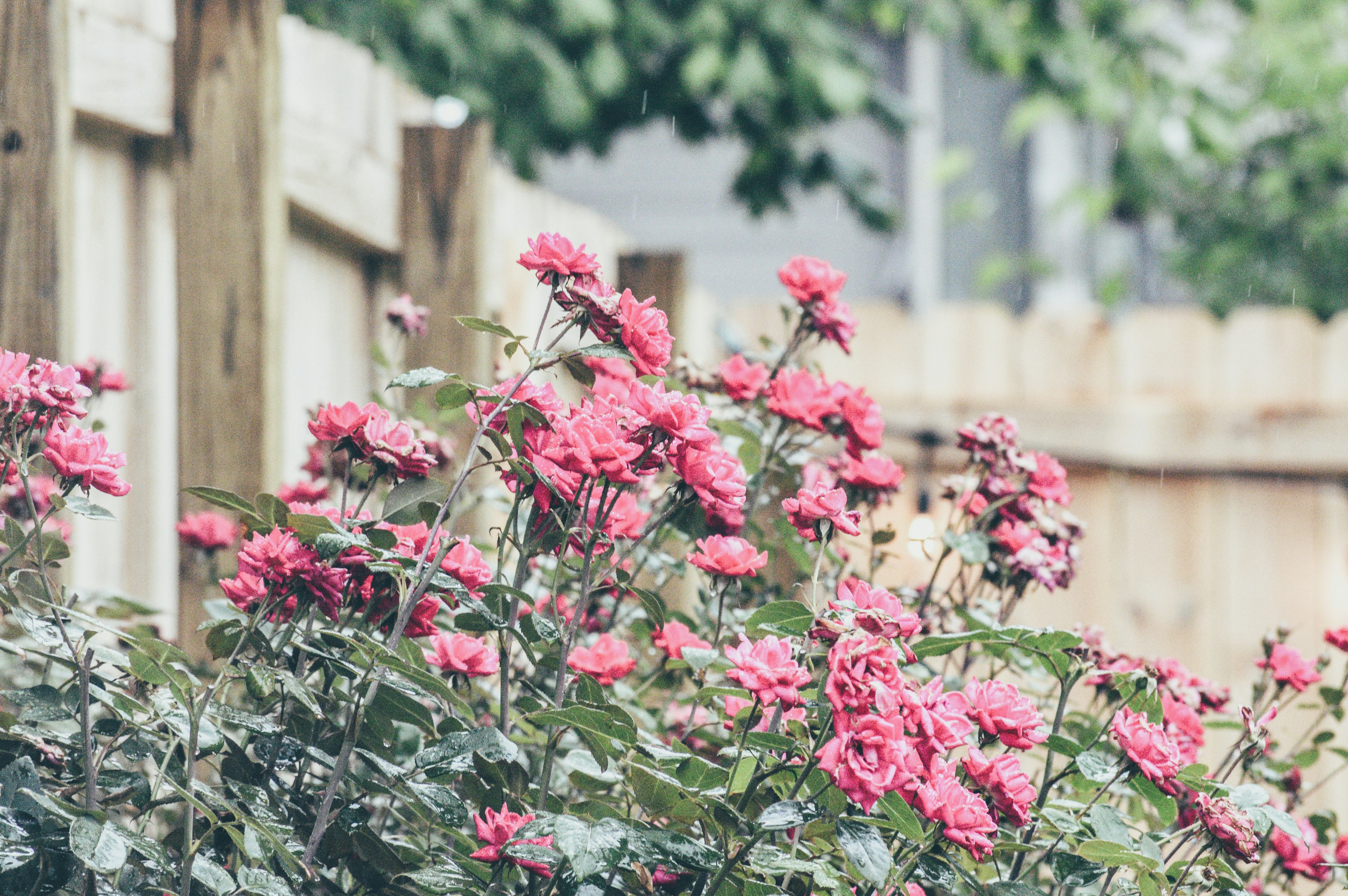 pink flowers with green leaves