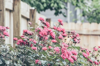 pink flowers with green leaves