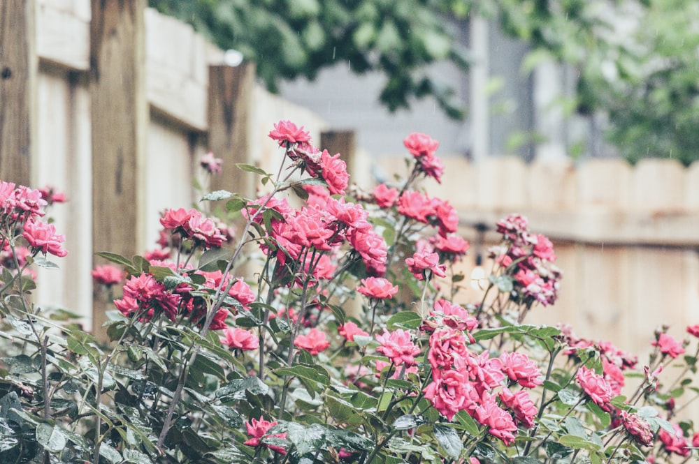 pink flowers with green leaves