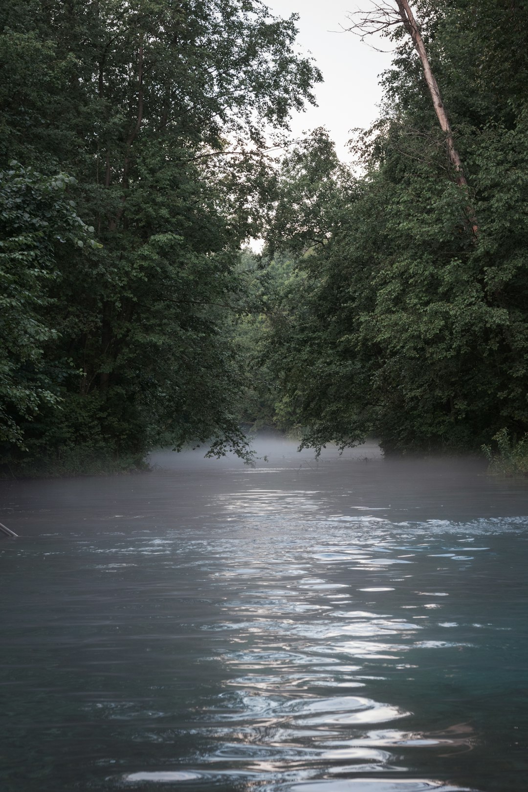 green trees beside river during daytime