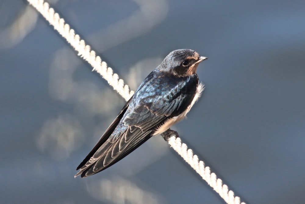 pájaro azul y marrón en la cerca de metal blanco durante el día