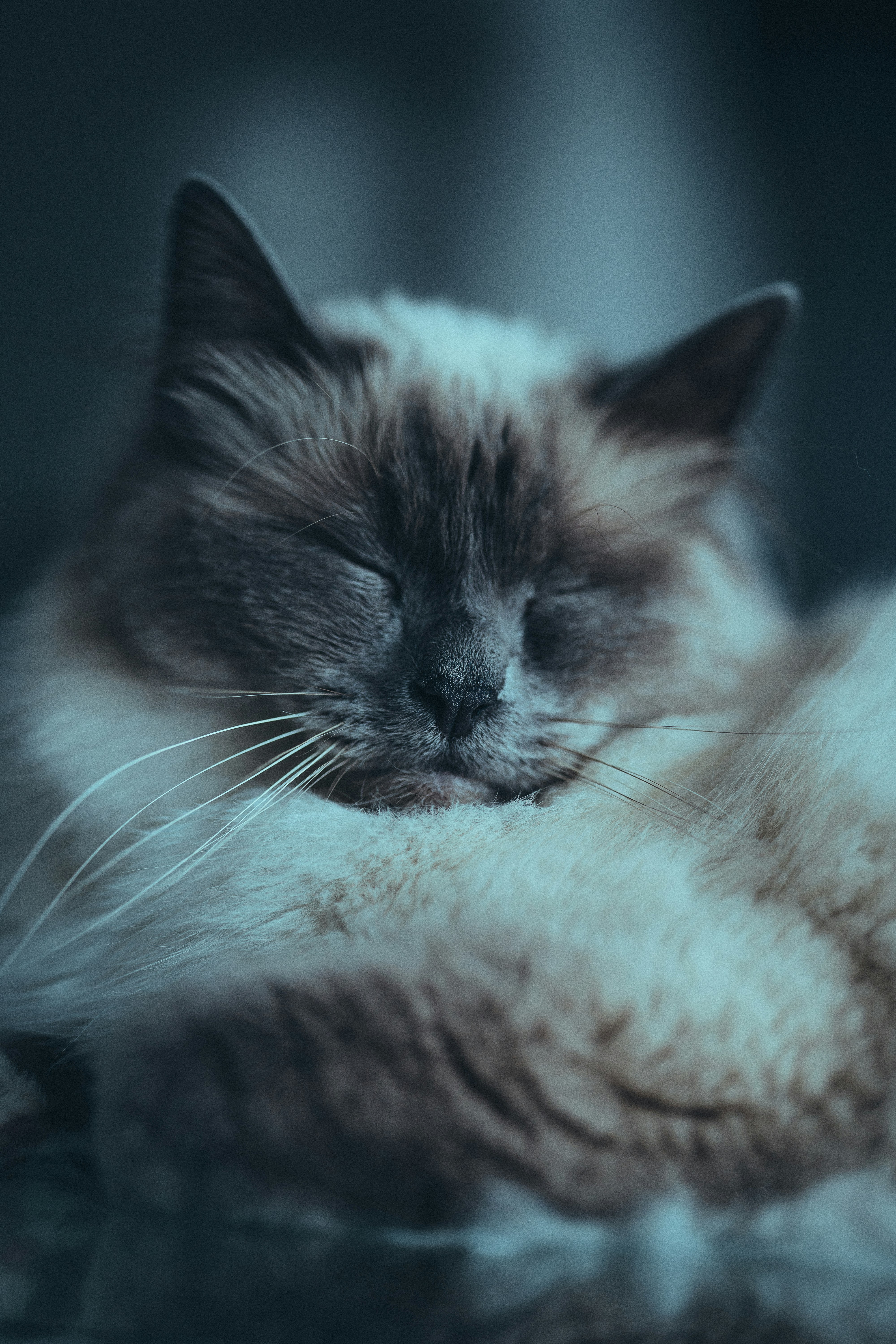 Birman: Angelic and Affectionate (image credits: unsplash)