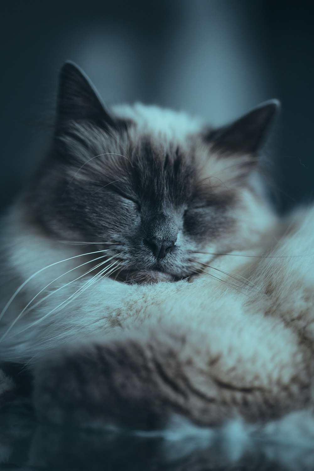 white and black cat lying on white textile