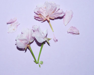 Soft pink petals scattered on a sage green background, symbolizing delicate healing