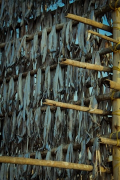 A close-up view of numerous fish hanging vertically on wooden racks, likely for the purpose of drying. The arrangement of the fish is dense and orderly, with each fish suspended head-down alongside others. The wooden racks are constructed of unrefined bamboo poles, tied together with rope, suggesting a traditional method of fish preservation. The background is partially visible, showing a clear blue sky.