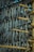 A close-up view of numerous fish hanging vertically on wooden racks, likely for the purpose of drying. The arrangement of the fish is dense and orderly, with each fish suspended head-down alongside others. The wooden racks are constructed of unrefined bamboo poles, tied together with rope, suggesting a traditional method of fish preservation. The background is partially visible, showing a clear blue sky.