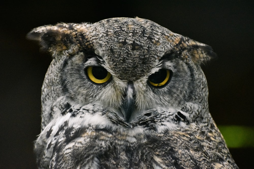 white and brown owl with black eyes