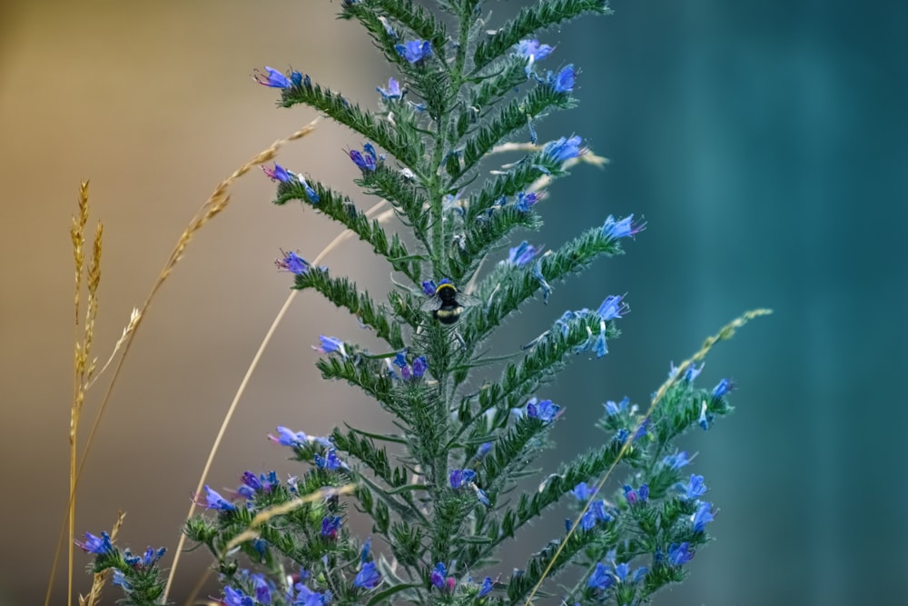 pianta verde in primo piano fotografia