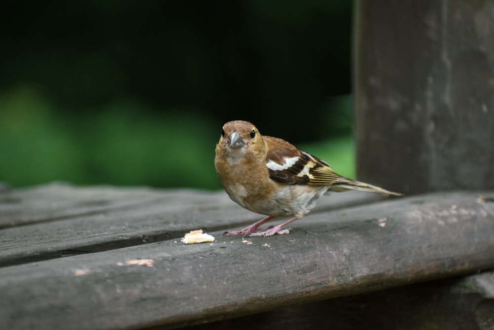 brown and black bird on black surface