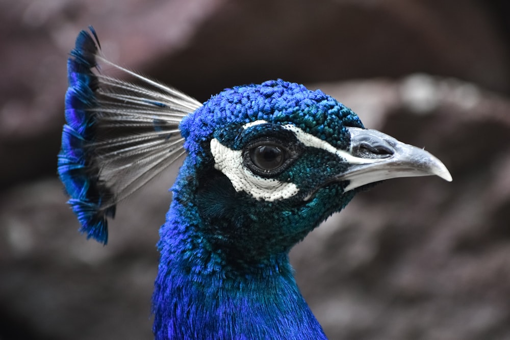 Pavo real azul en fotografía de primer plano