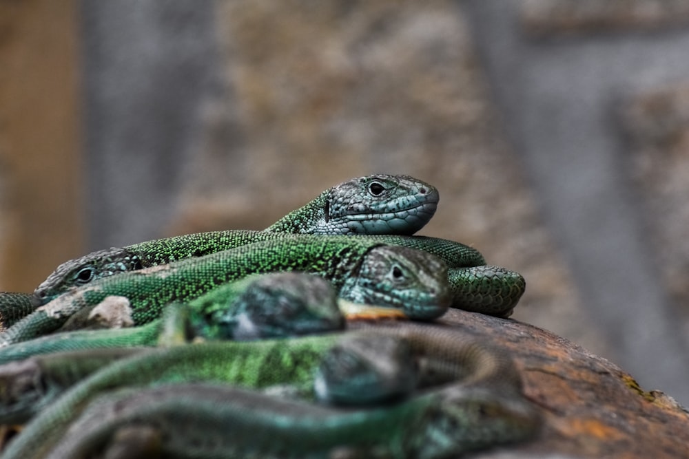 green and brown lizard on brown rock