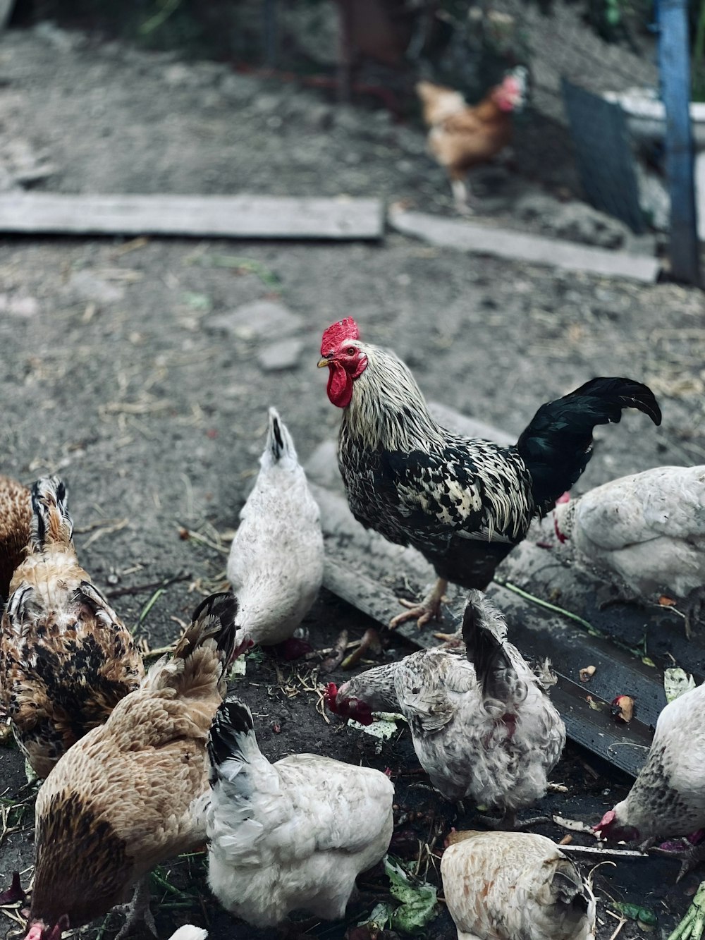 white and black rooster on brown soil