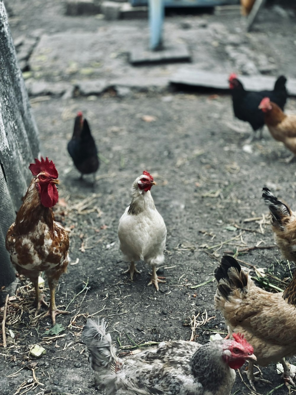a group of chickens standing on top of a dirt field