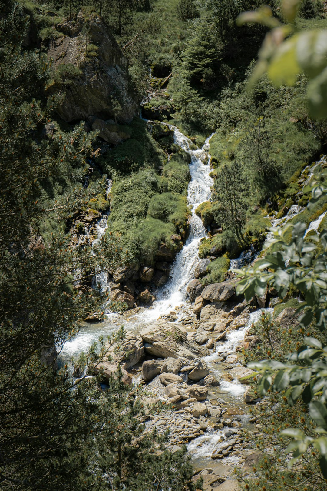 green trees and river during daytime