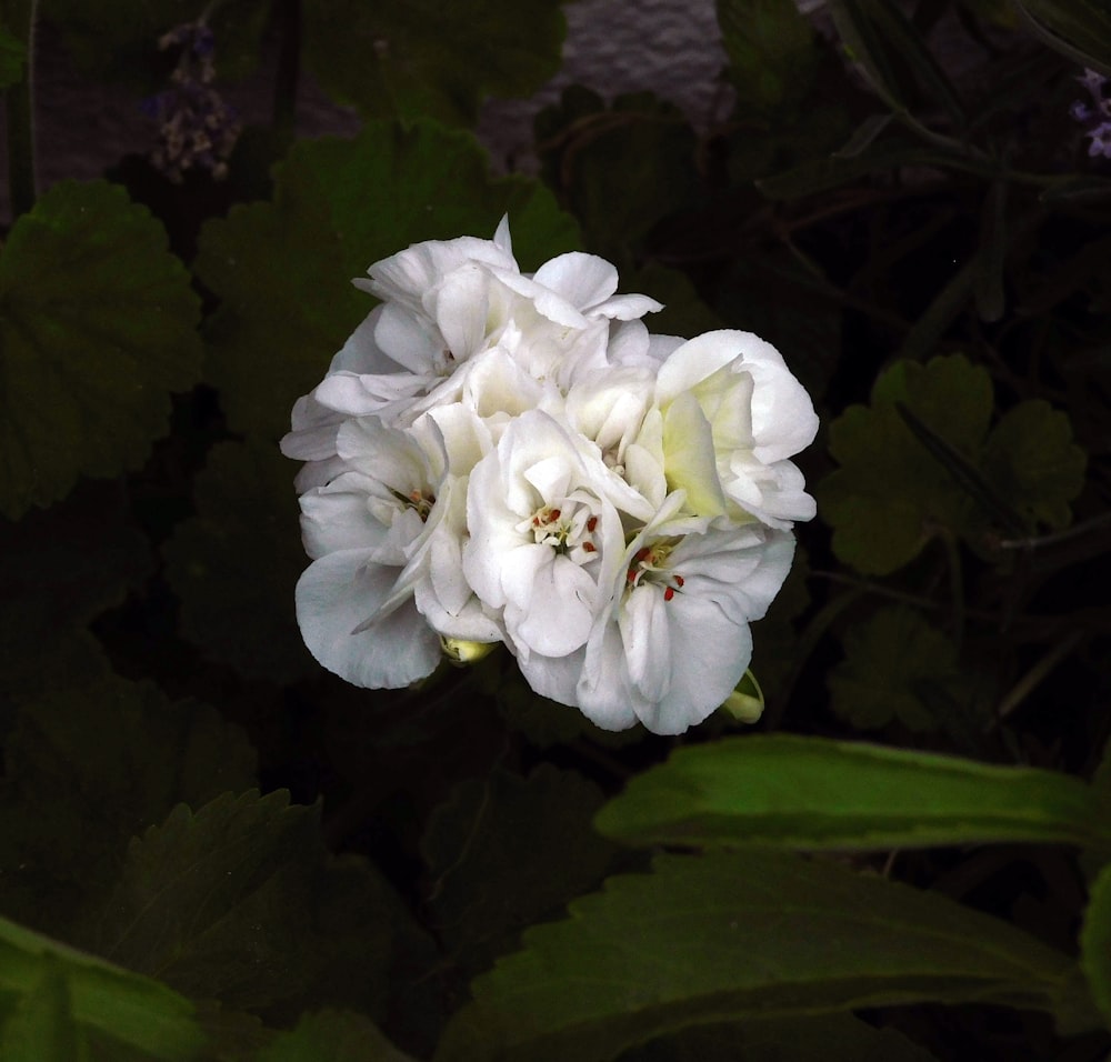 white flower in macro shot