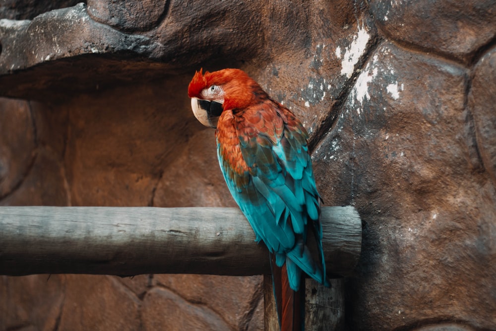 papagaio vermelho verde e azul no galho marrom da árvore