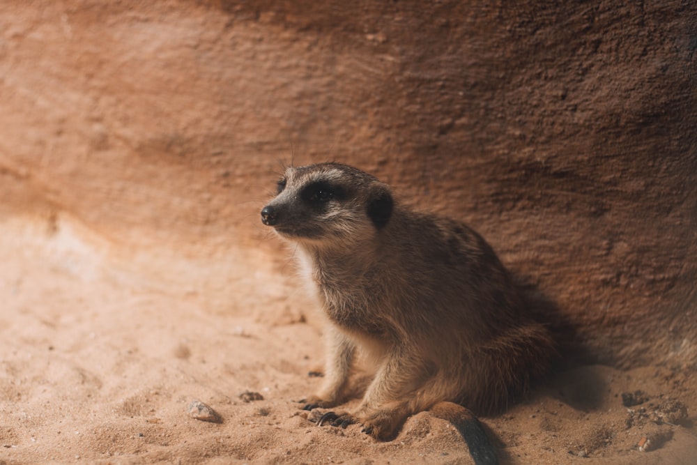 white and brown animal on brown sand during daytime