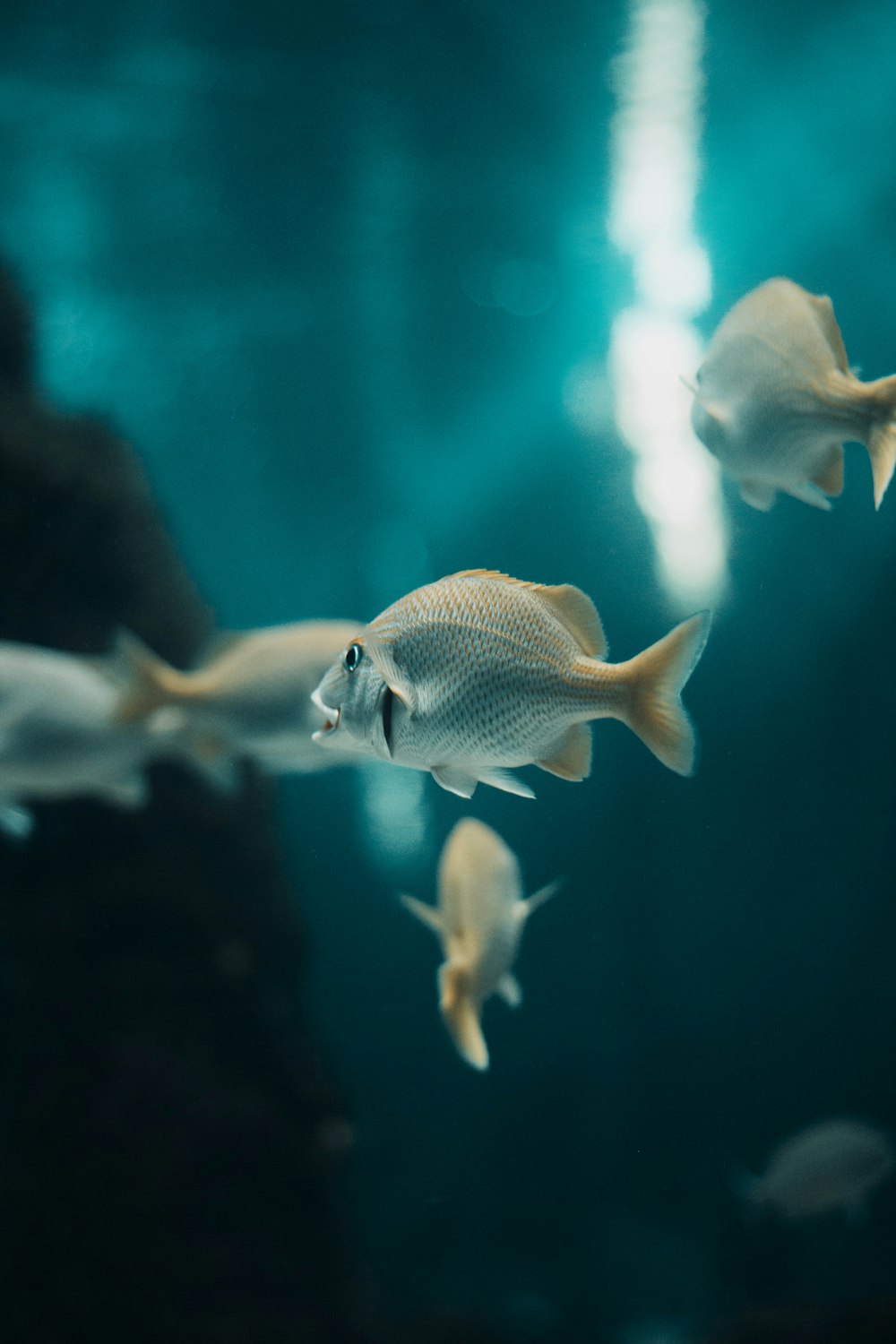 white and yellow fish in water