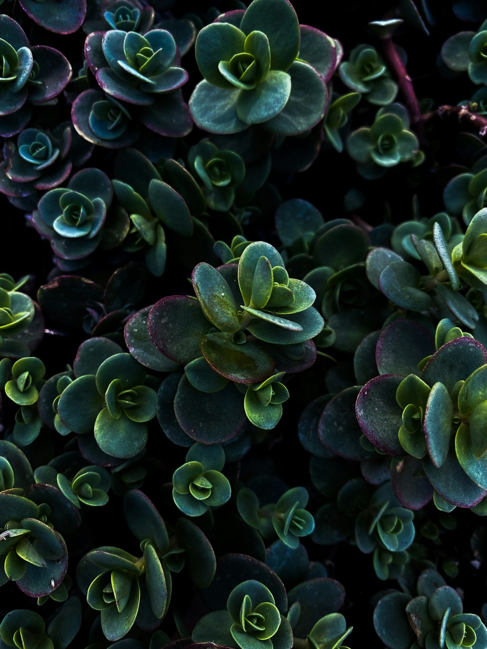 green and purple plant in close up photography