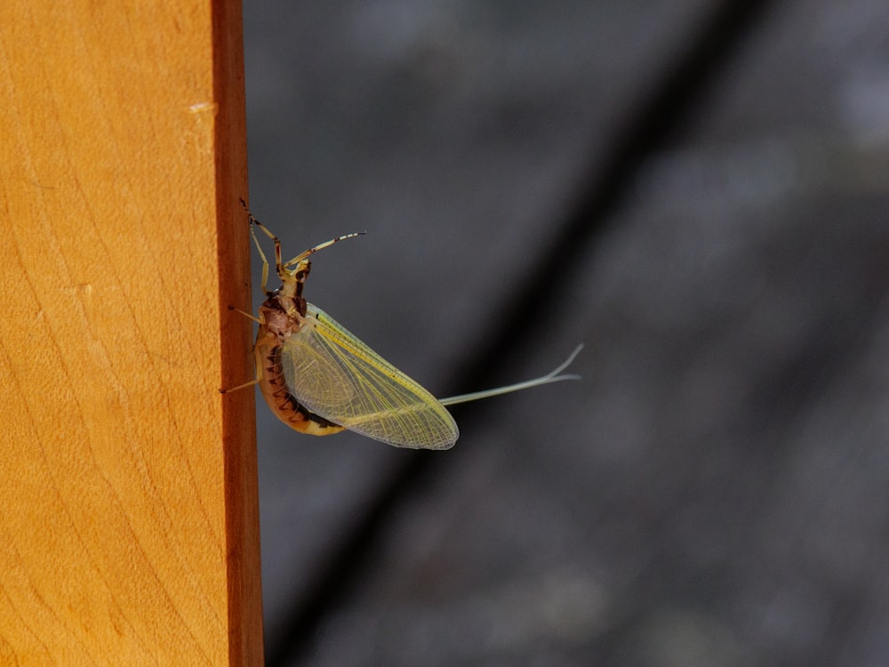 green and brown insect on brown wooden stick