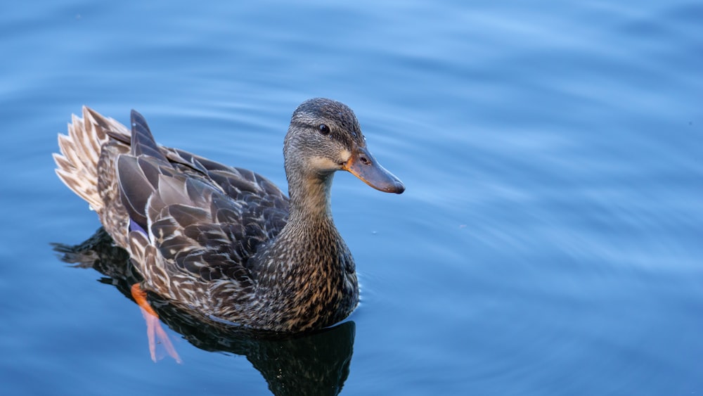 brown duck on water during daytime