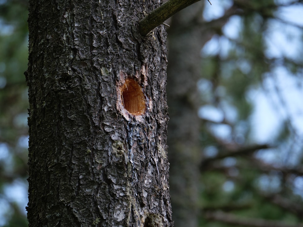 brown tree trunk during daytime