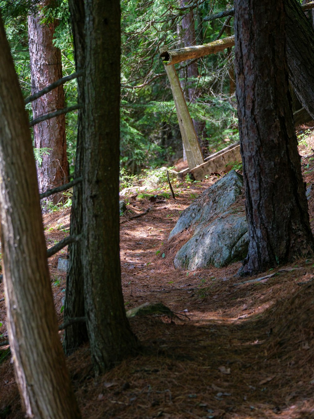 brown tree trunk near brown tree trunk