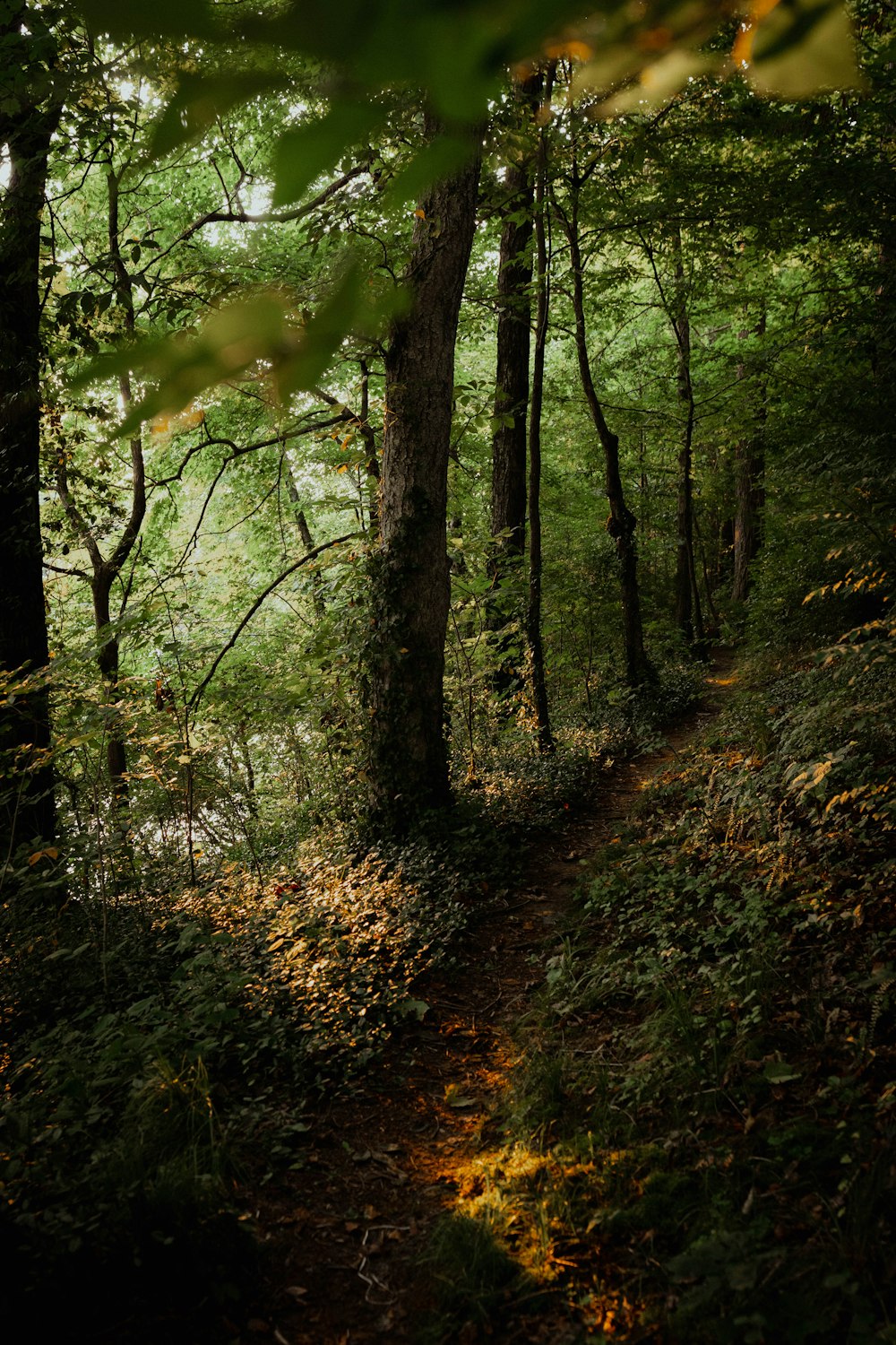 green trees on forest during daytime