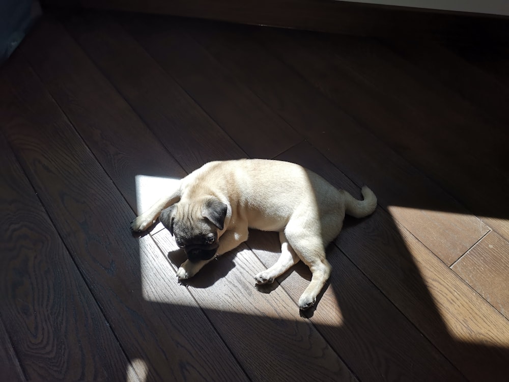 fawn pug lying on floor