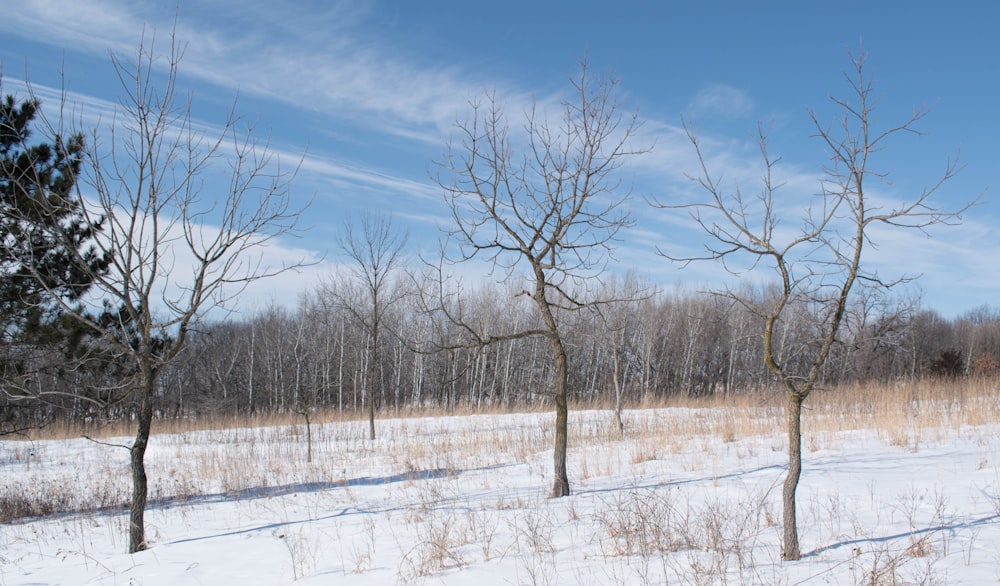 leafless trees on snow covered ground under blue sky during daytime