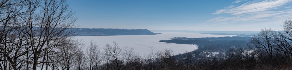 bare trees near body of water during daytime