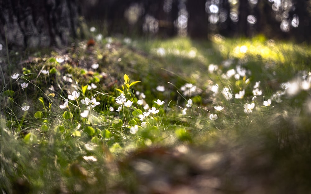 white and yellow flowers in forest during daytime