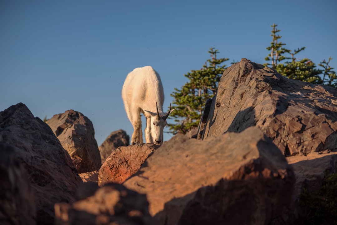 white sheep on brown rock during daytime