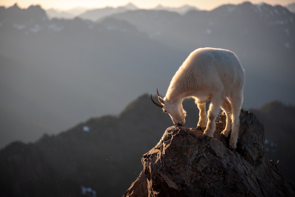 white animal on brown rock during daytime