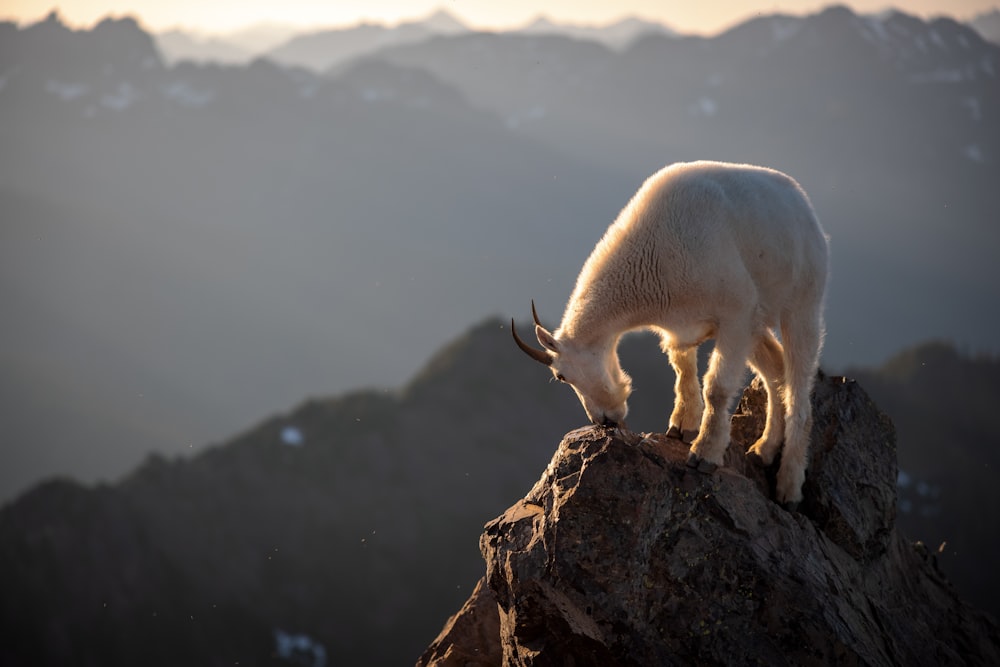 animale bianco su roccia marrone durante il giorno